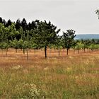 Wiesenfärbung  unter den Streuobstbäumen