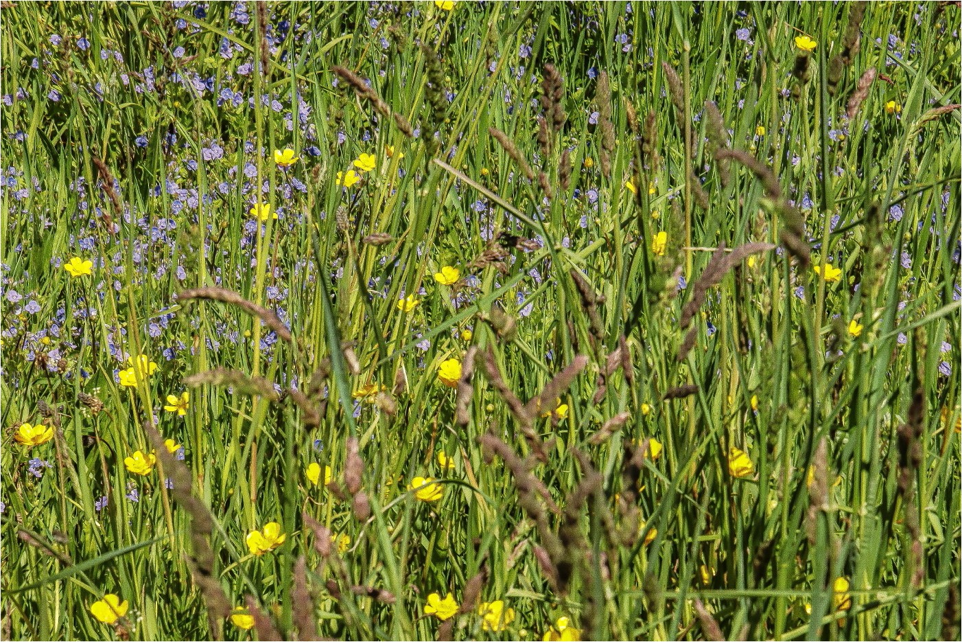 Wiesenfarben