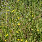 Wiesenfarben