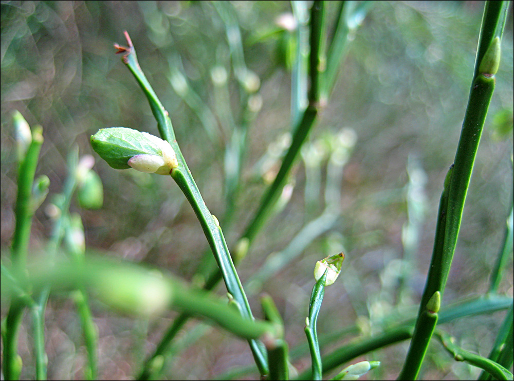 wiesenfenster