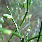 wiesenfenster