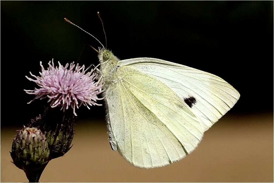 Wiesenflieger