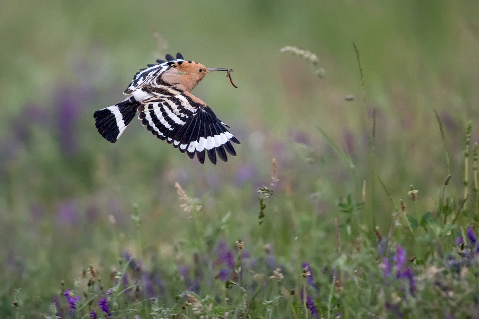 Wiesenflieger.....