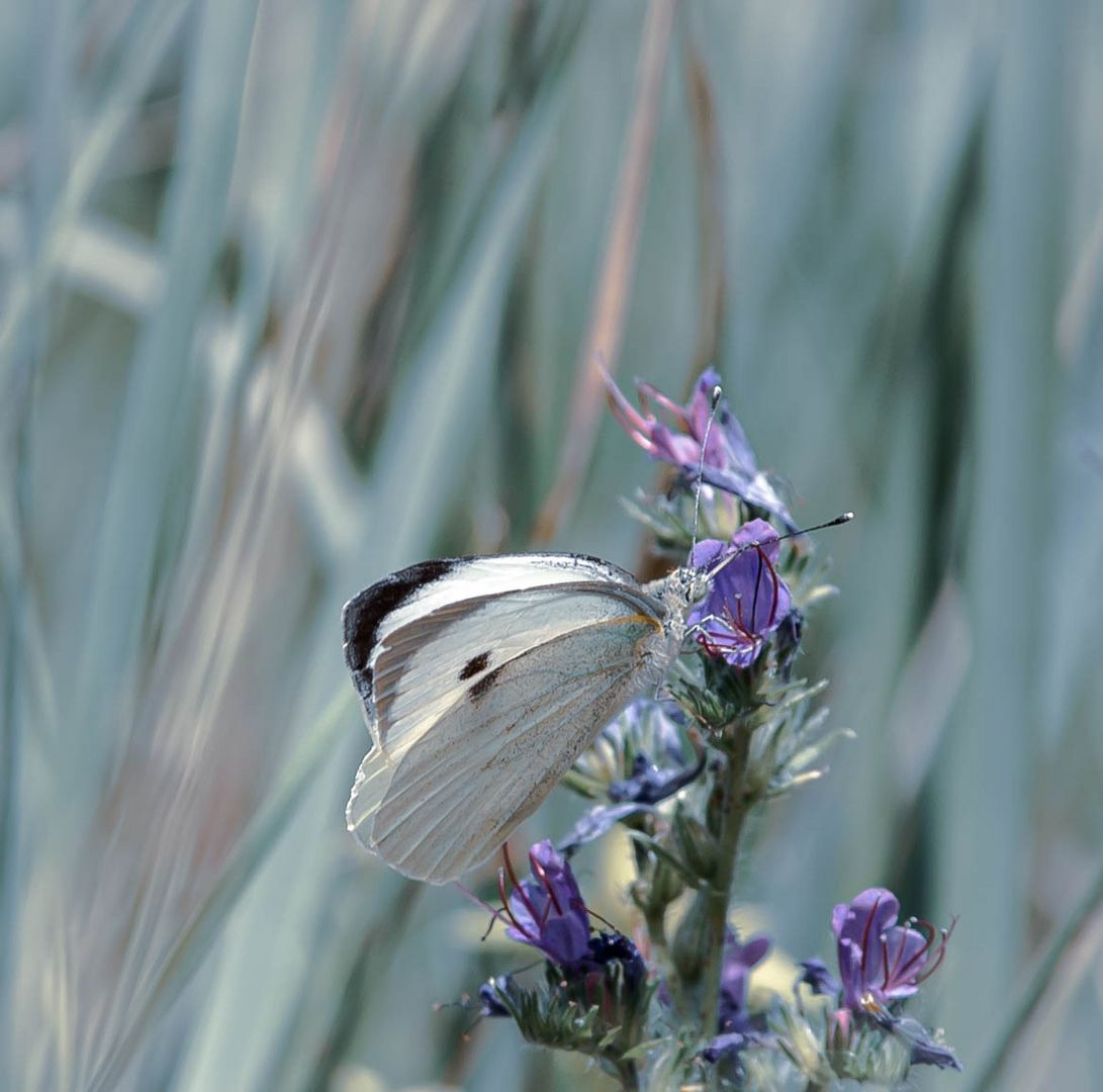 Wiesenflirt