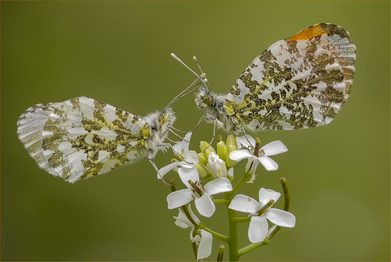 Wiesenflirt