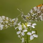 Wiesenflirt