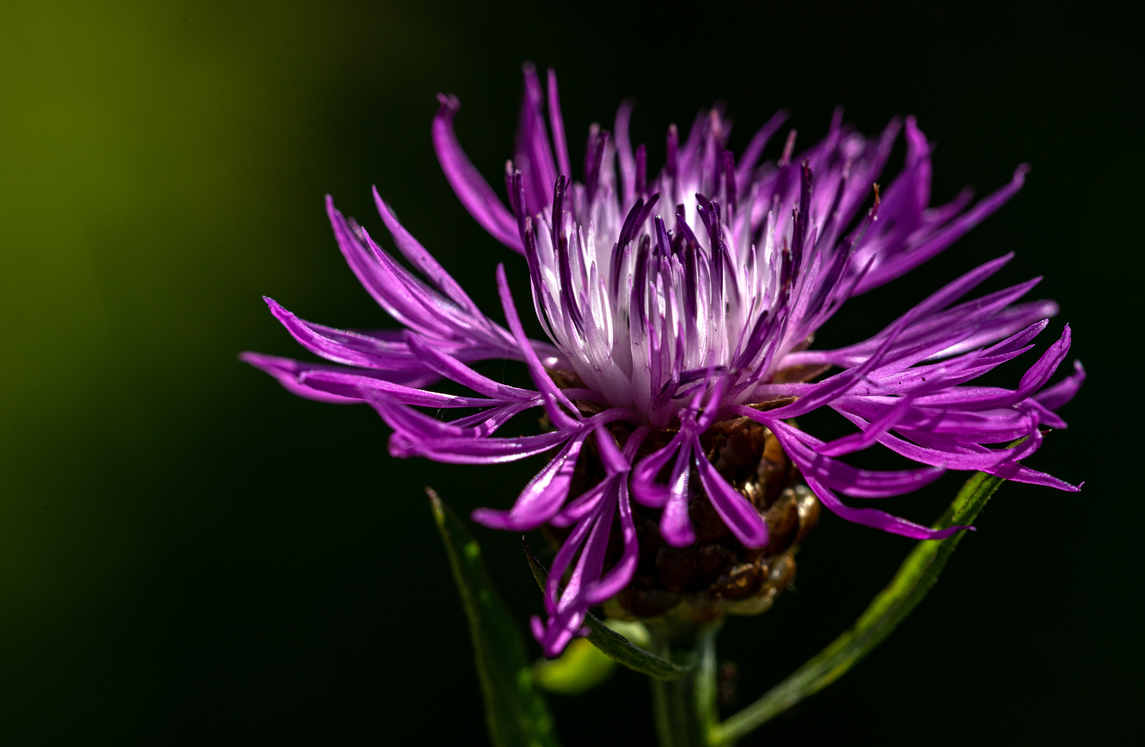 Wiesenflockenblume