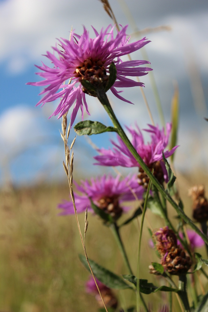 Wiesenflockenblume