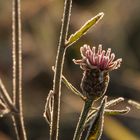 Wiesenflockenblume