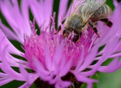 Wiesenflockenblume