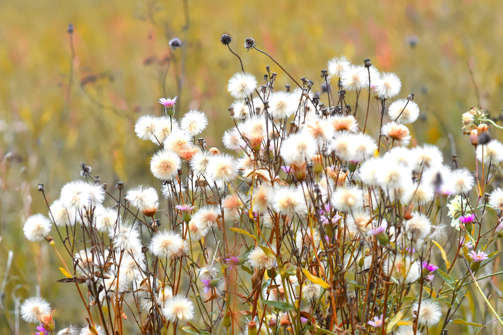 Wiesenflockenblume