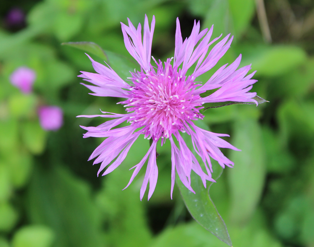  Wiesenflockenblume