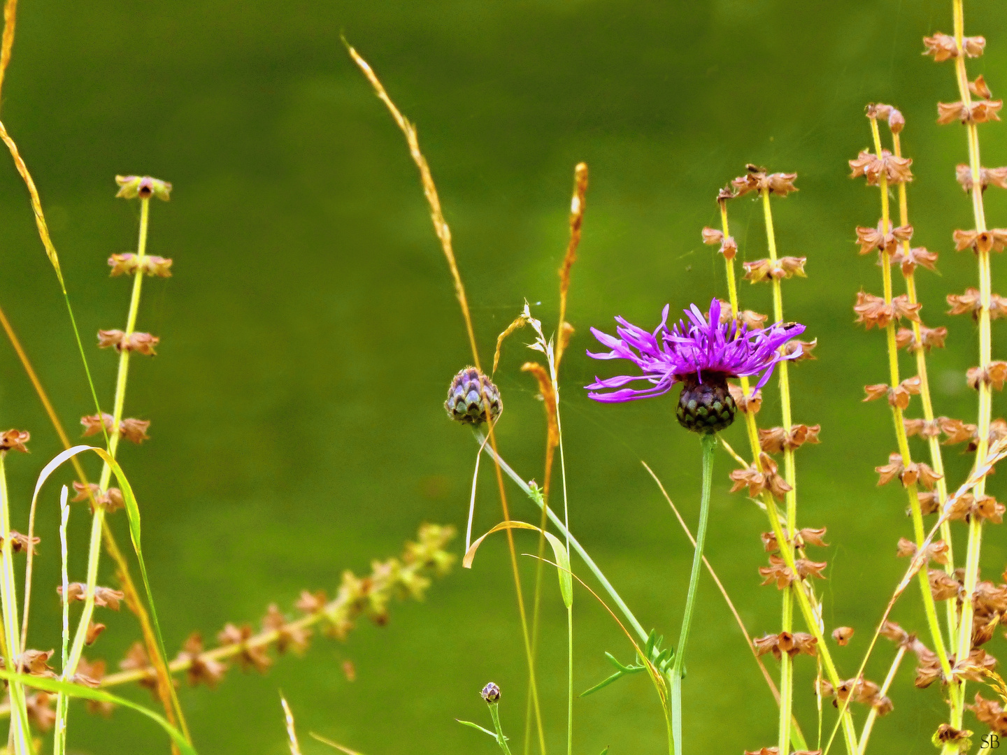 Wiesenflockenblume