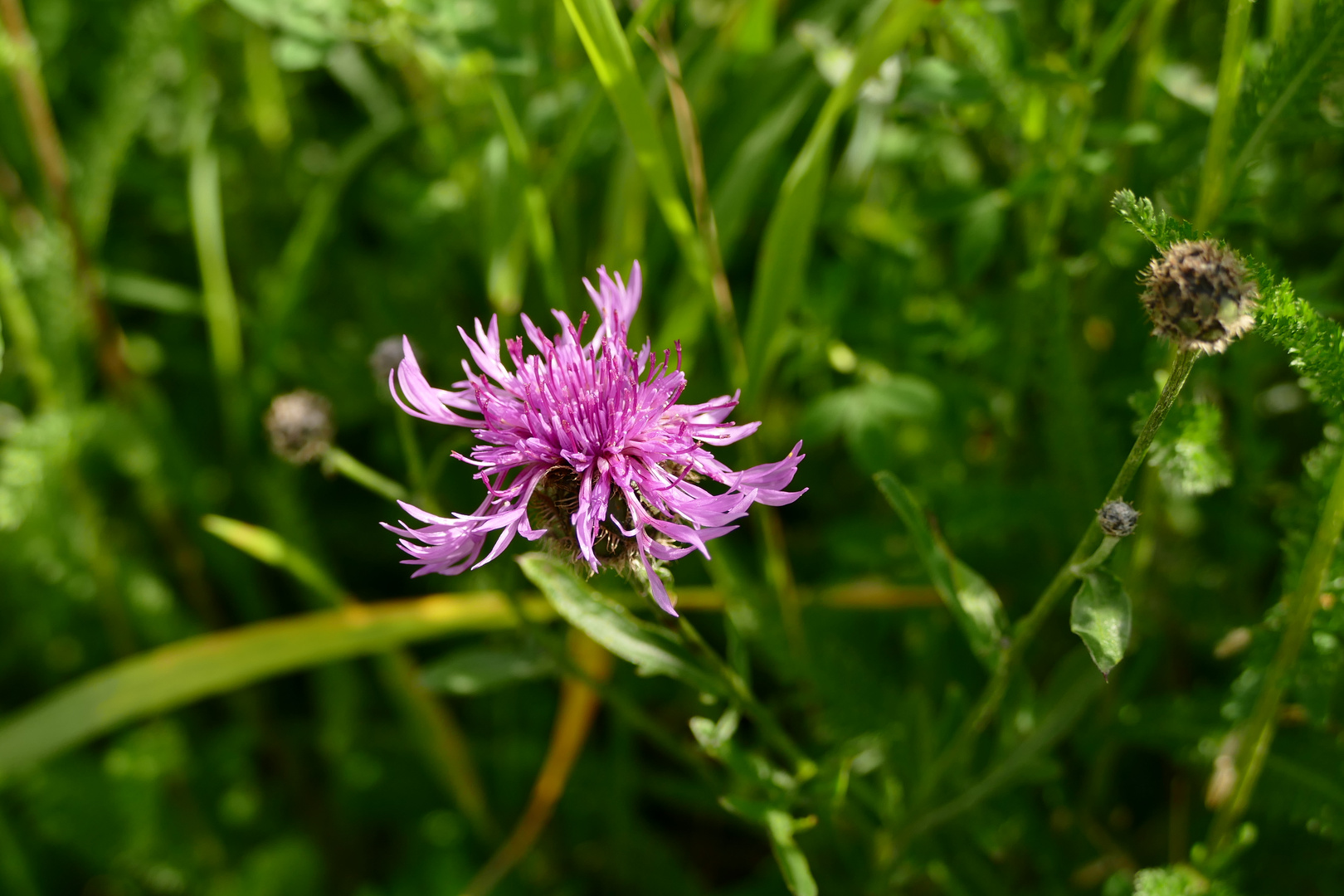 Wiesenflockenblume