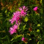 Wiesenflockenblume