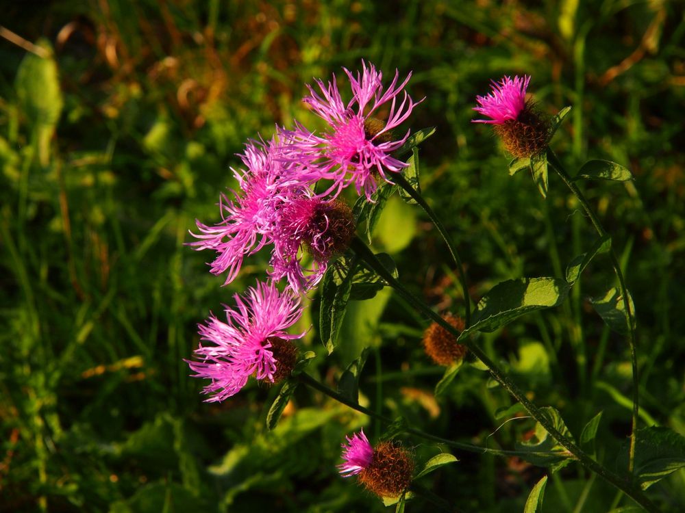 Wiesenflockenblume