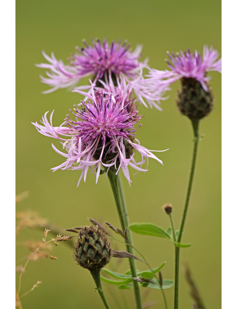 Wiesenflockenblume