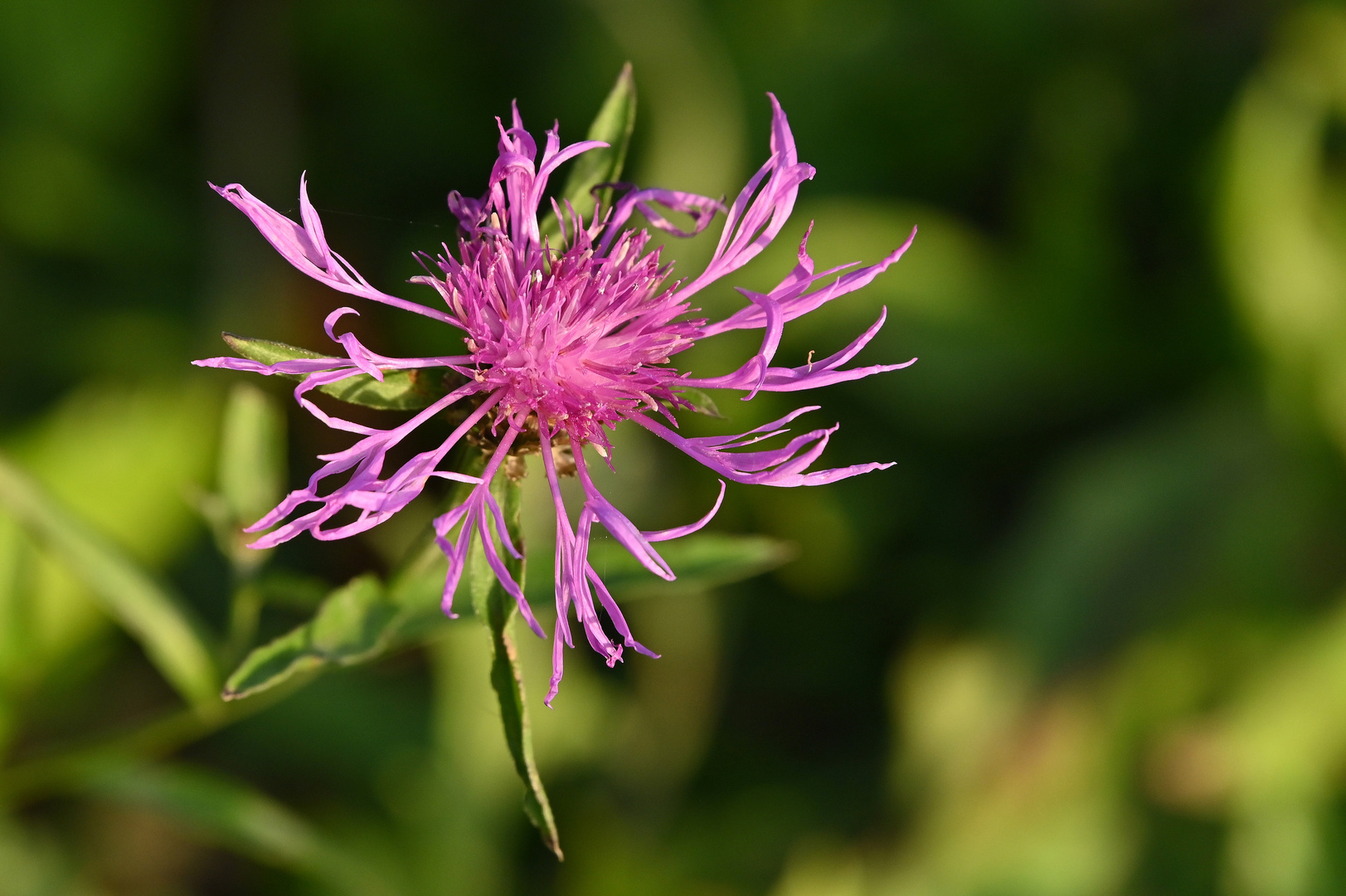 Wiesenflockenblume