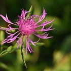 Wiesenflockenblume