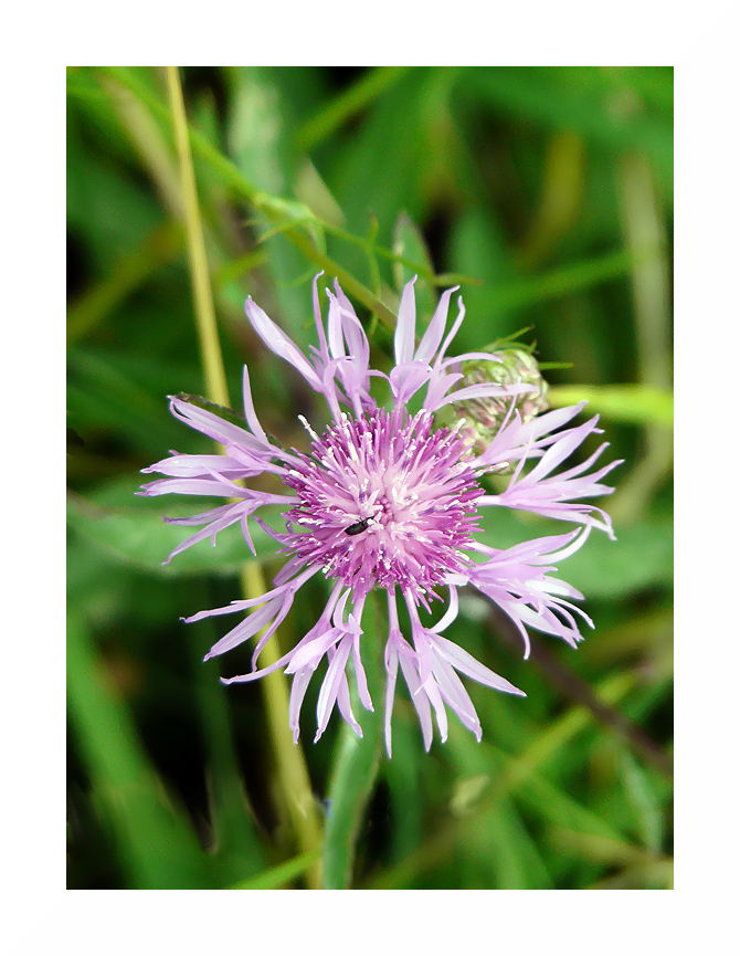 Wiesenflockenblume