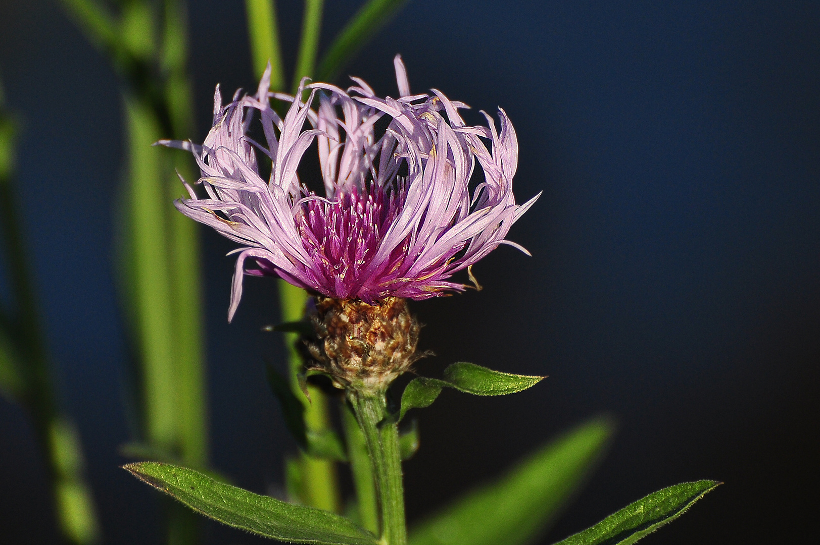 Wiesenflockenblume