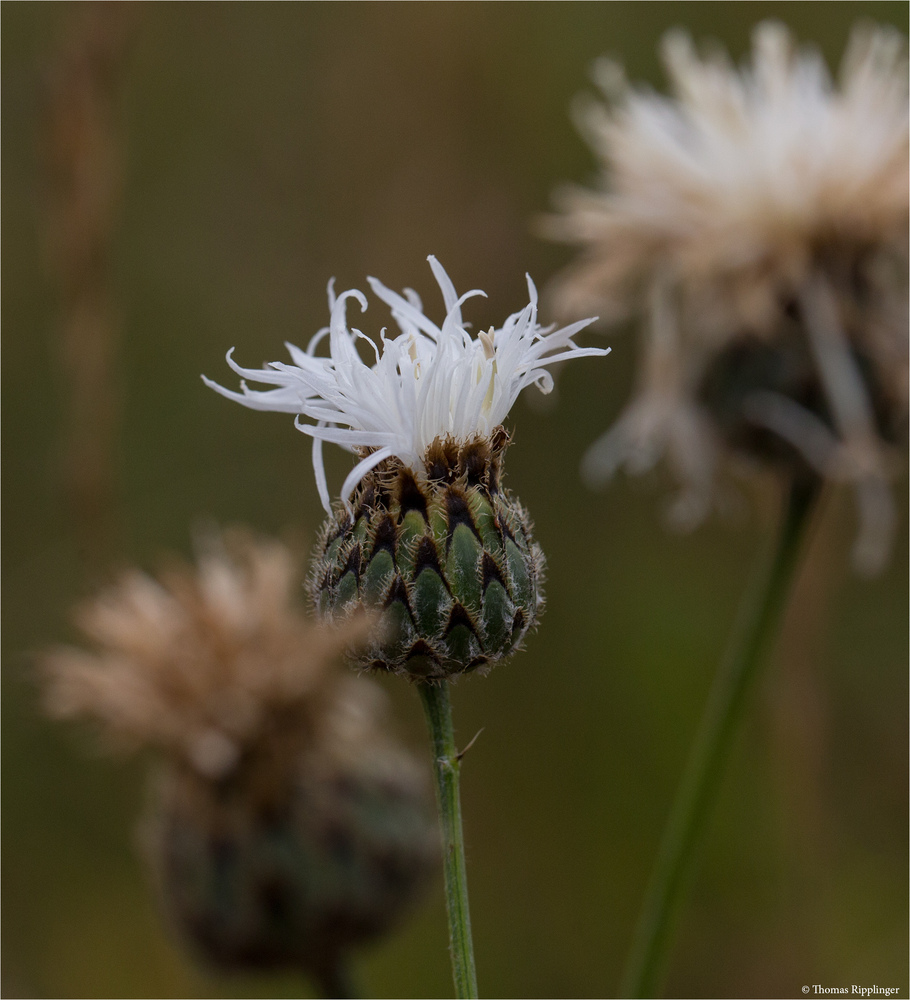 Wiesenflockenblume