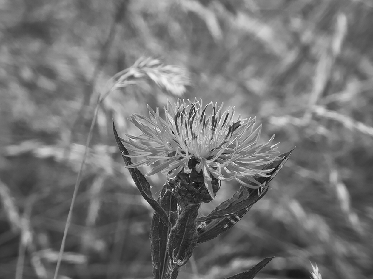 Wiesenflockenblume