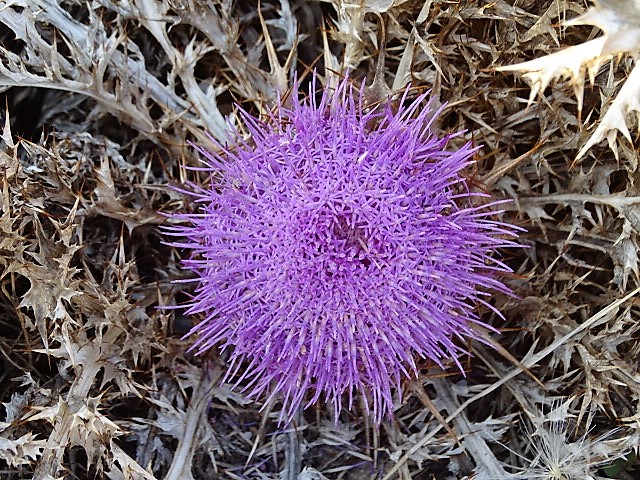 Wiesenflockenblume