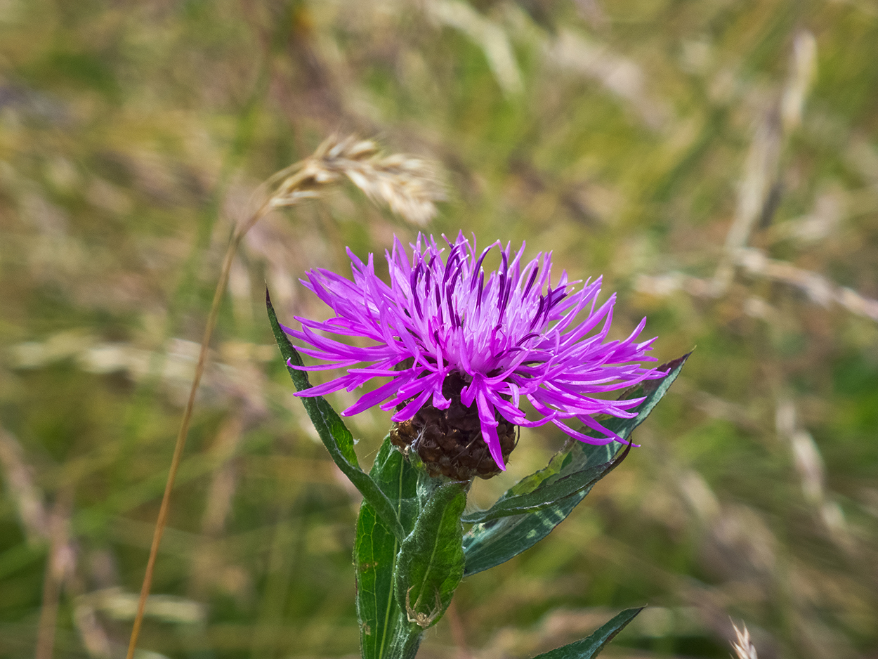 Wiesenflockenblume