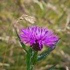 Wiesenflockenblume