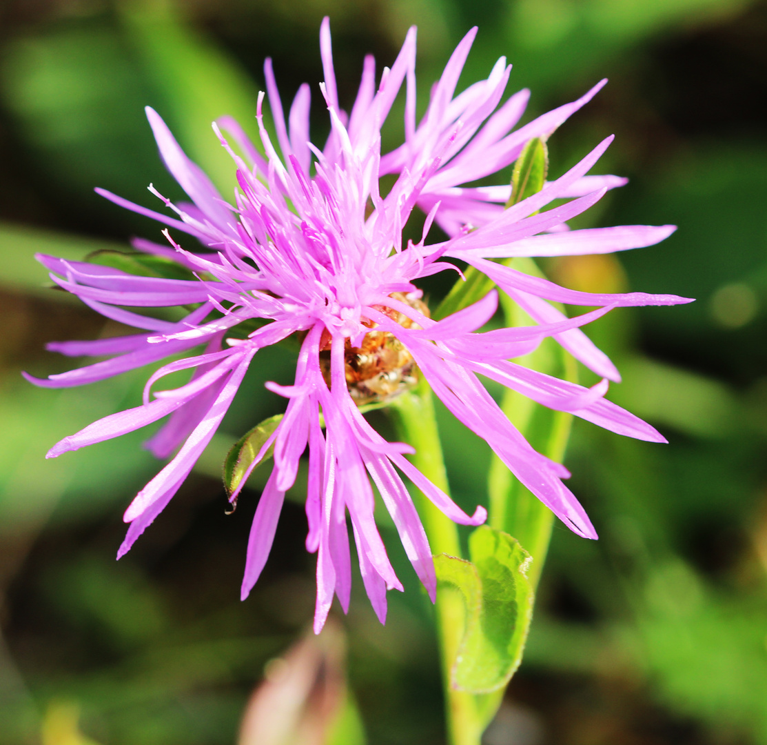 Wiesenflockenblume (Centaurea jacea)