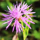 Wiesenflockenblume (Centaurea jacea)