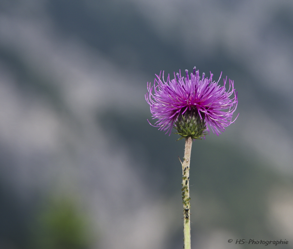 Wiesenflockenblume