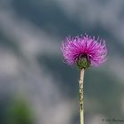 Wiesenflockenblume