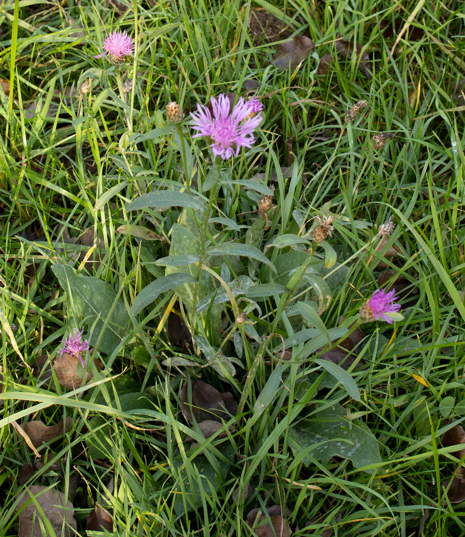 Wiesenflockenblume  im November