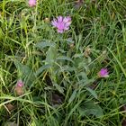 Wiesenflockenblume  im November