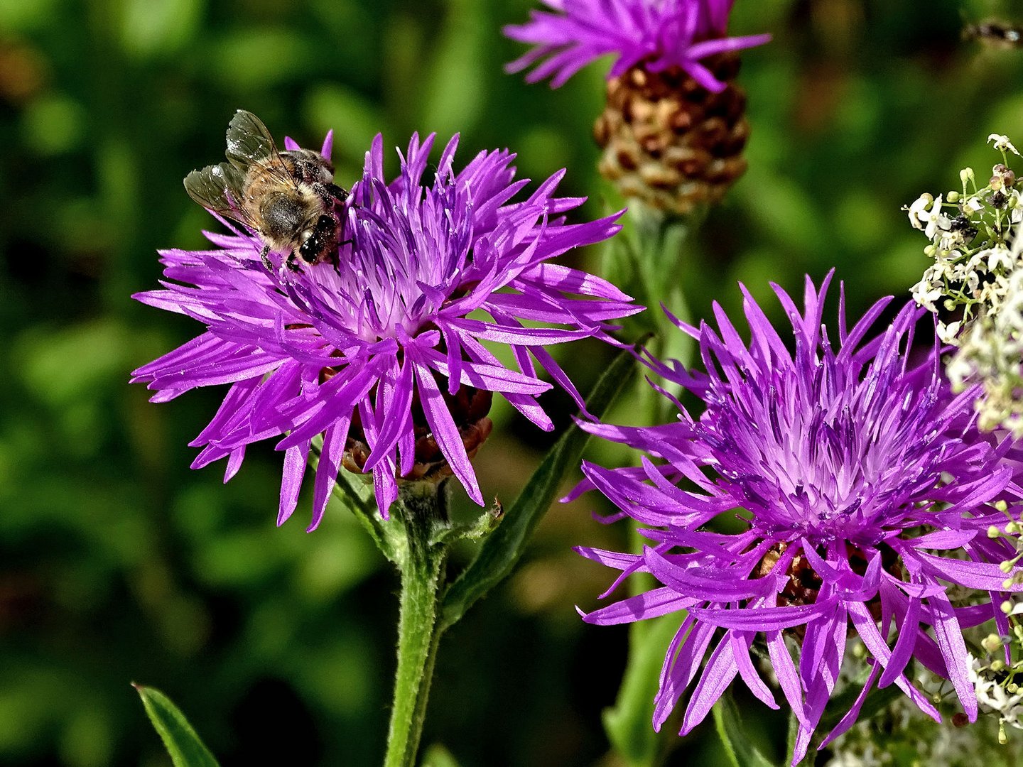 Wiesenflockenblume mit Besucher