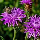 Wiesenflockenblume mit Besucher