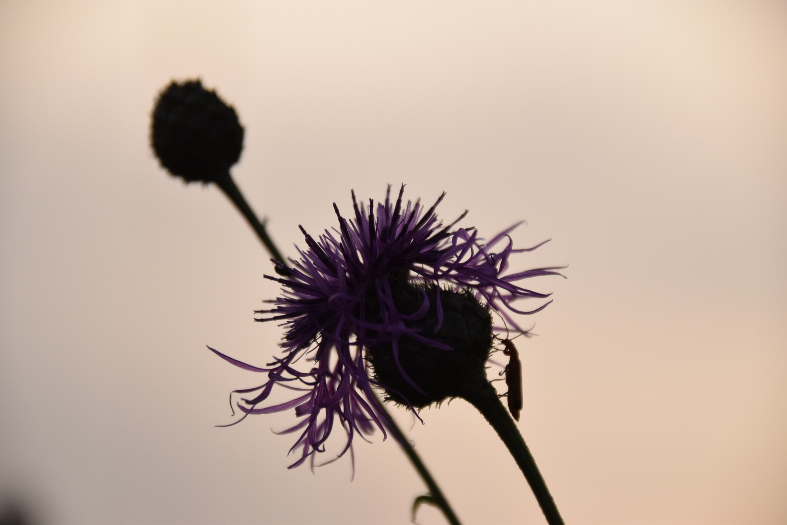 Wiesenflockenblume mit Tier