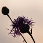 Wiesenflockenblume mit Tier