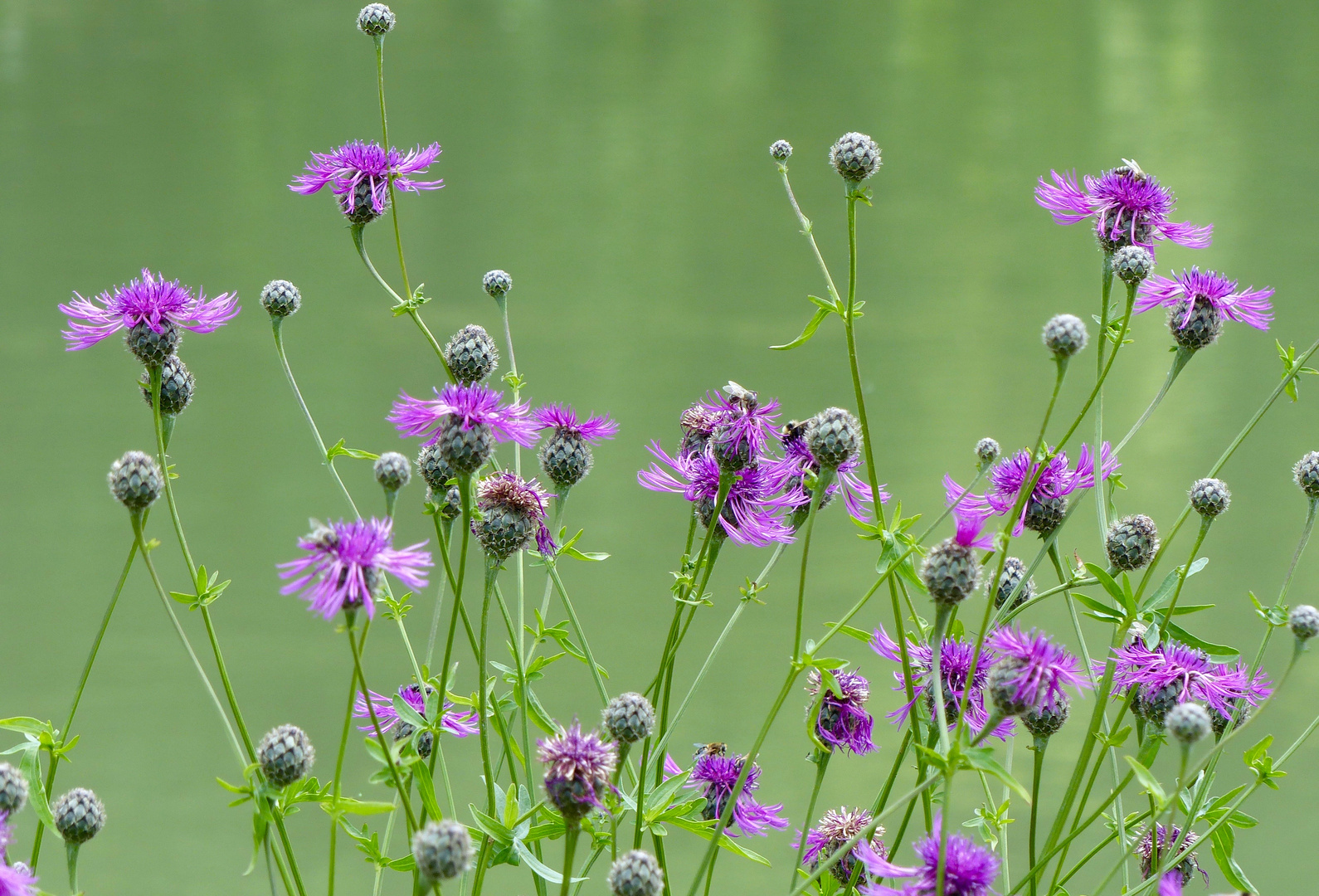 Wiesenflockenblumen