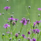 Wiesenflockenblumen