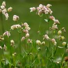 Wiesenflor in der Surselva