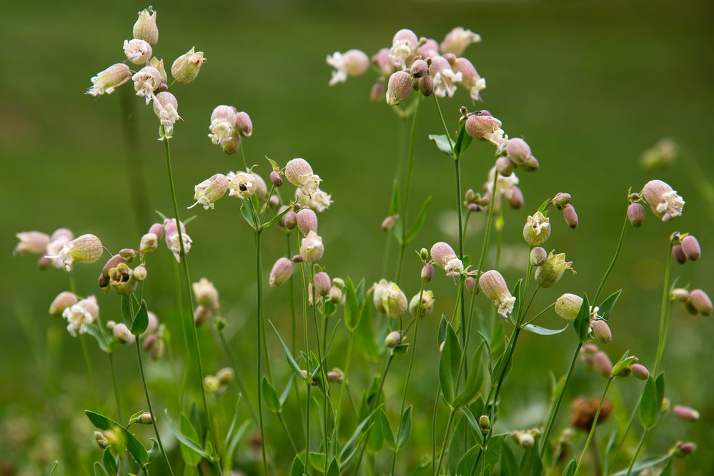 Wiesenflor in der Surselva