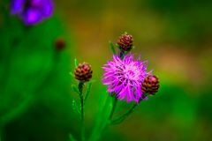 Wiesenflorckenblume