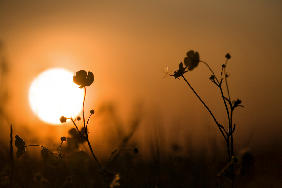 Wiesenfoto