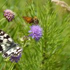 Wiesenfreuden