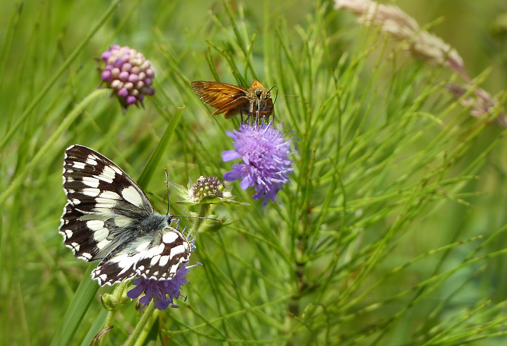 Wiesenfreuden