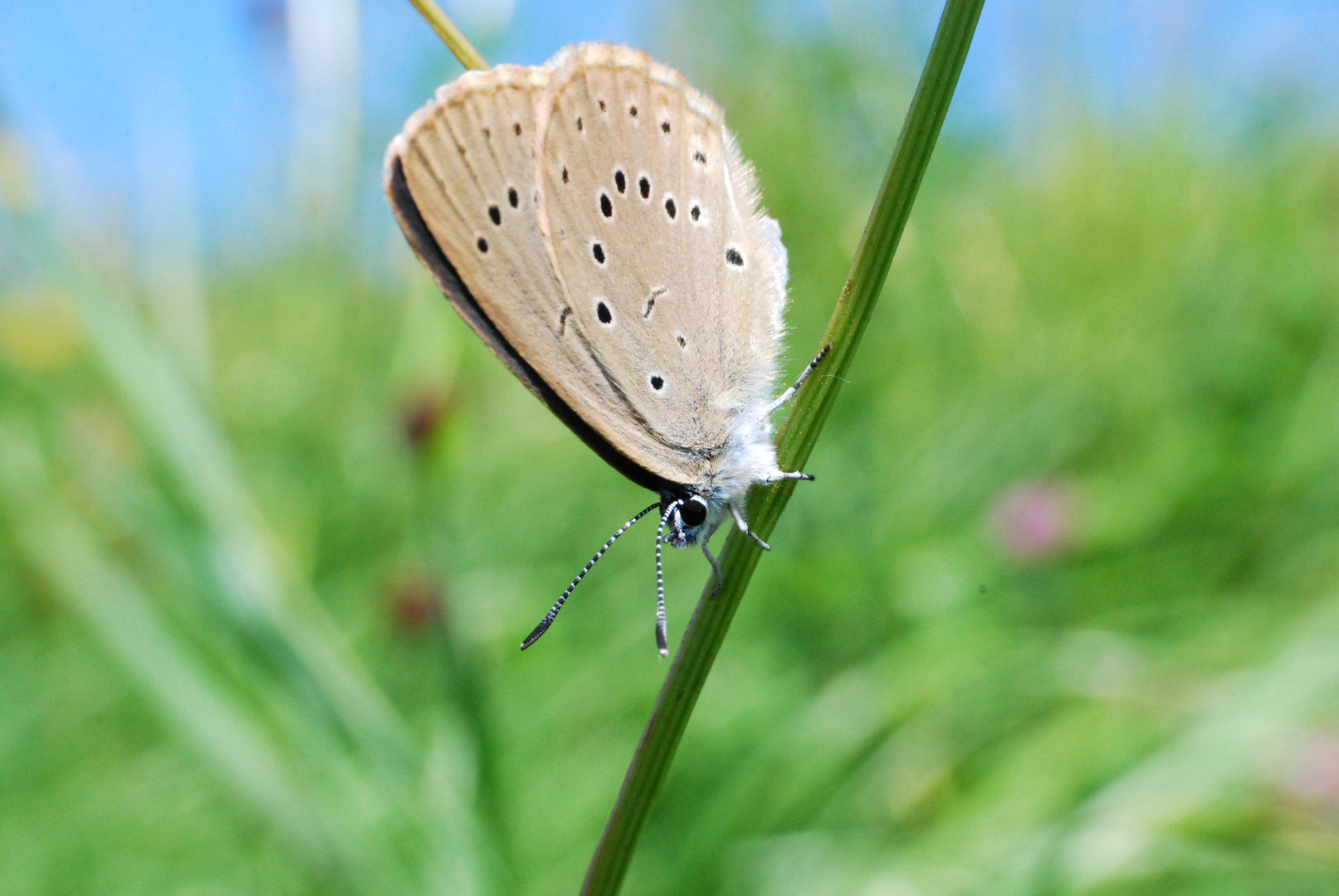 Wiesenfreund