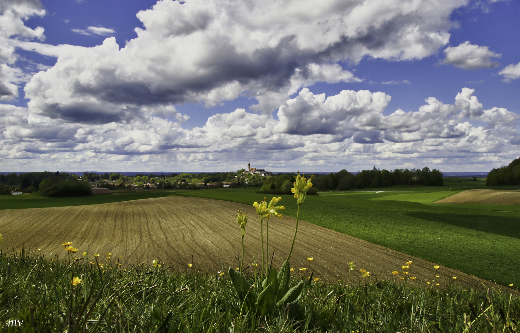 Wiesenfrühlingsschlüsselblume